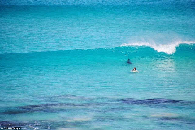 Surfistas y tiburones